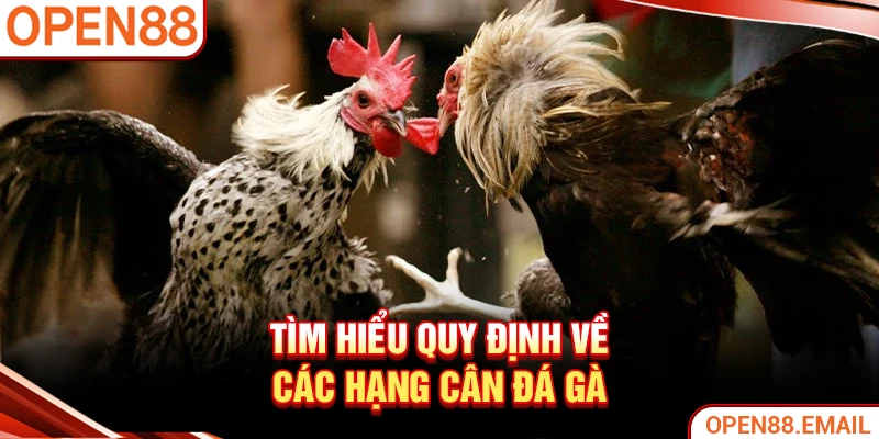 Tìm hiểu quy định về các hạng cân đá gà